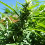 Nepalese Rocket strain photo