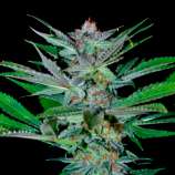 Og Cheese Auto strain photo
