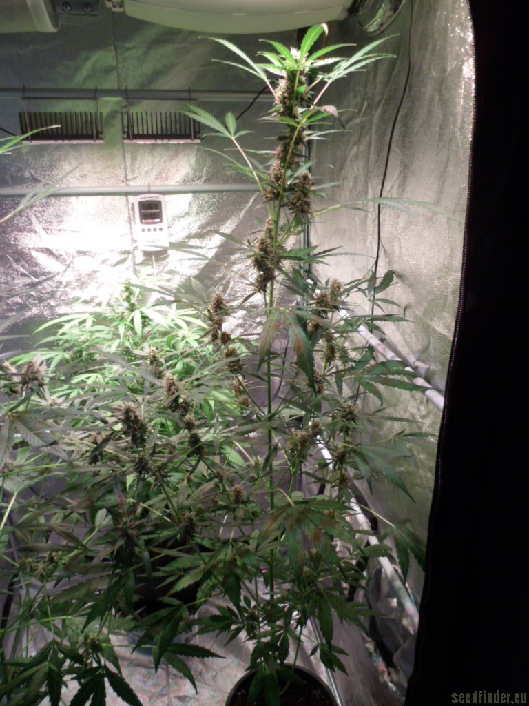Auto Jack Herer strain photo