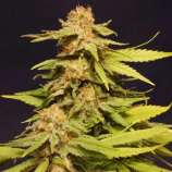 Big Bull strain photo