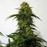 Kerala Gold strain photo