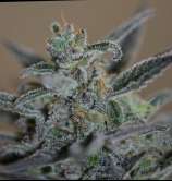 Bahia Blackhead strain photo
