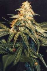 Shivas Joy strain photo