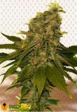 DutchFem - Dutch Cheese strain photo