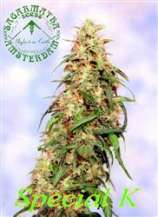Special K strain photo