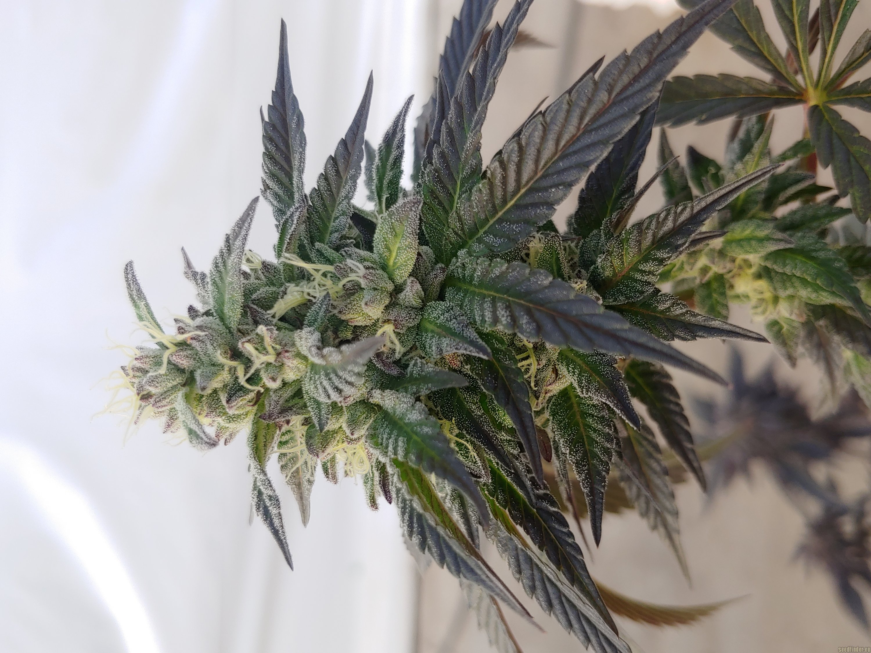 GMO Cookies strain photo