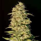 OG Lemon Bilbo strain photo