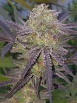 Starcake strain photo