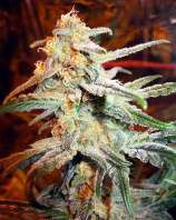 Auto Himalaya Diesel strain photo