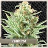Zambeza - Critical Pride strain photo