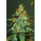 Original Limonade Skunk strain photo
