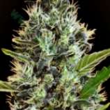 Auto Somango strain photo