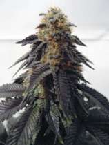 Blue Satellite #2.2 strain photo