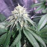 Tesseract strain photo