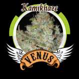 Kamikhaze strain photo