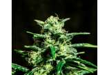 Auto Frosty Bud strain photo