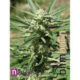 Blim Burn Seeds - Narkosis strain photo