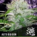 Auto Big Gun strain photo