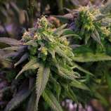 Green Crack strain photo