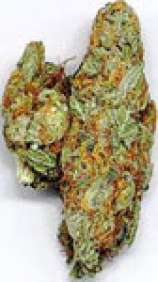 White Widow strain photo