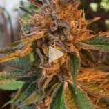 Kurple Fantasy strain photo