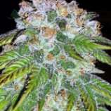 Auto Big Bud strain photo