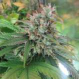 CBD God strain photo