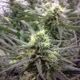 Blue Dream strain photo