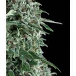 Auto Osiris strain photo