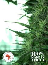 Transkei strain photo