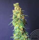 White Domina CBD strain photo