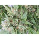 Ogre strain photo