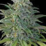 Big Bud strain photo