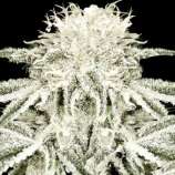 Double Diamond strain photo