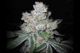 24k on Fire strain photo