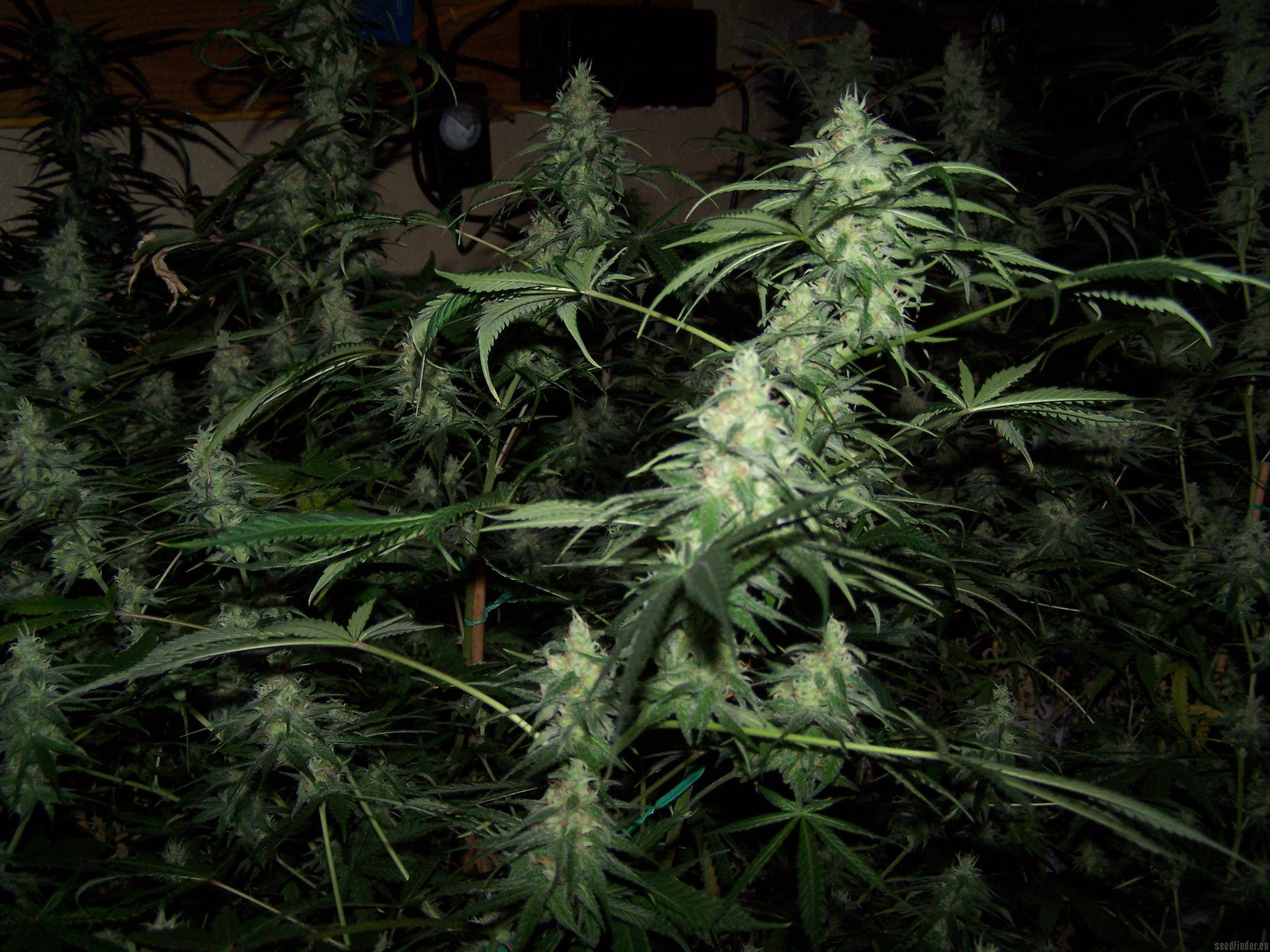 TGA Subcool Seeds - Spacedawg strain photo