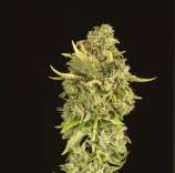 Hell’s Bells strain photo