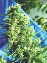 Thai-Tanic strain photo