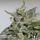 3xPurple strain photo