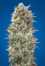 California Kush strain photo