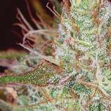 Northern Lights strain photo