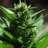 Black Skull Seeds - SkullRyder strain photo