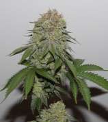 Old Sour Dubb strain photo