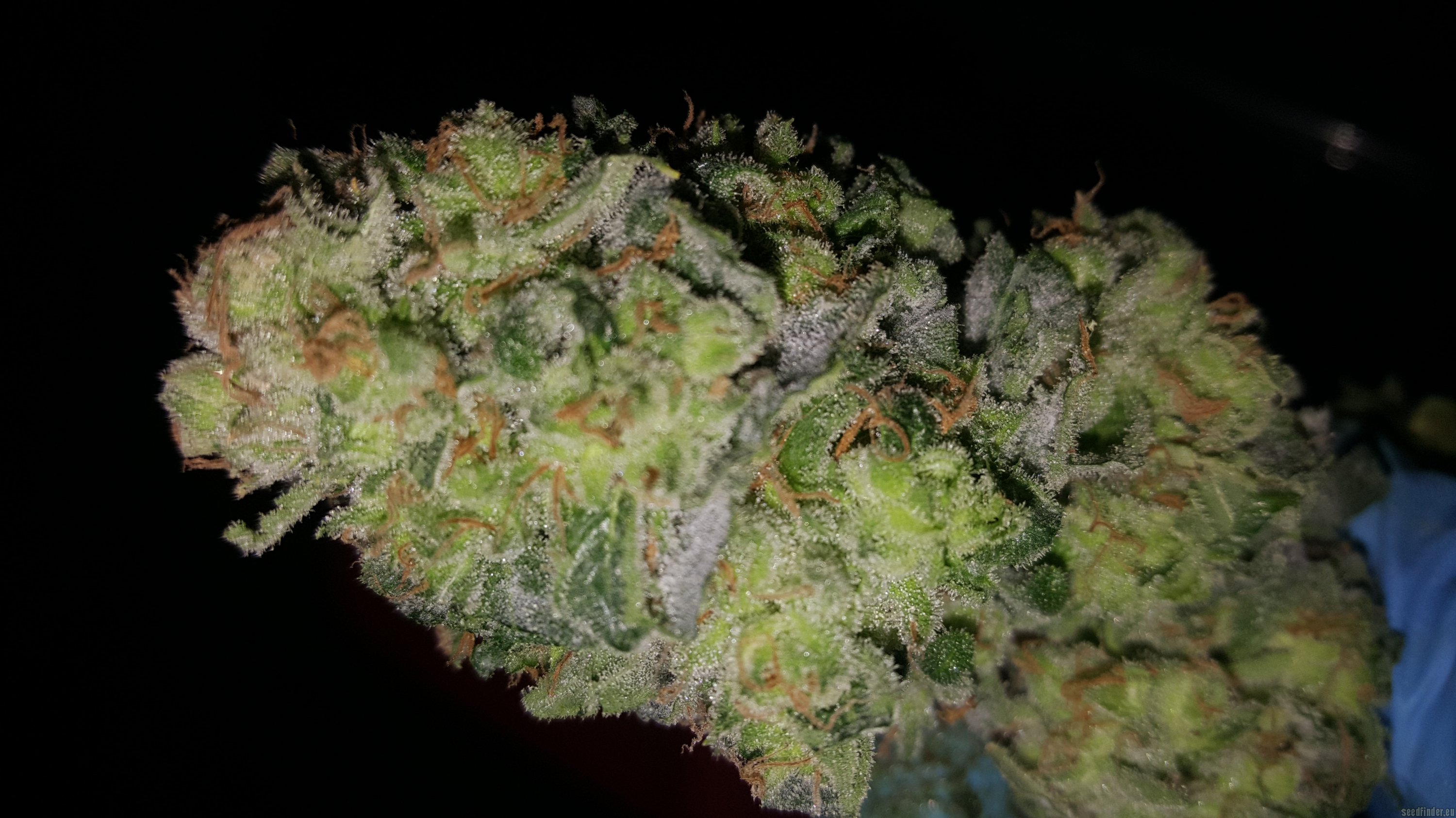 Banana Cream Cake strain photo