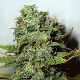 Mango Skunk strain photo