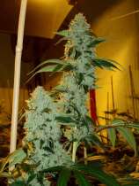 Hammerhead - Firestorm strain photo