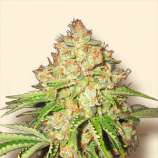 White Russian strain photo