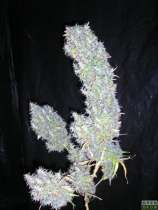 Coljam strain photo