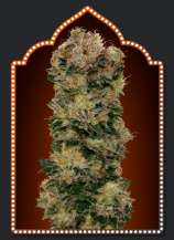 Auto Sweet Soma strain photo