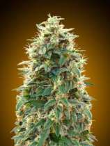 Auto 00 Cheese strain photo